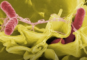 Ứng dụng nano bạc chống lại mầm bệnh trong thực phẩm